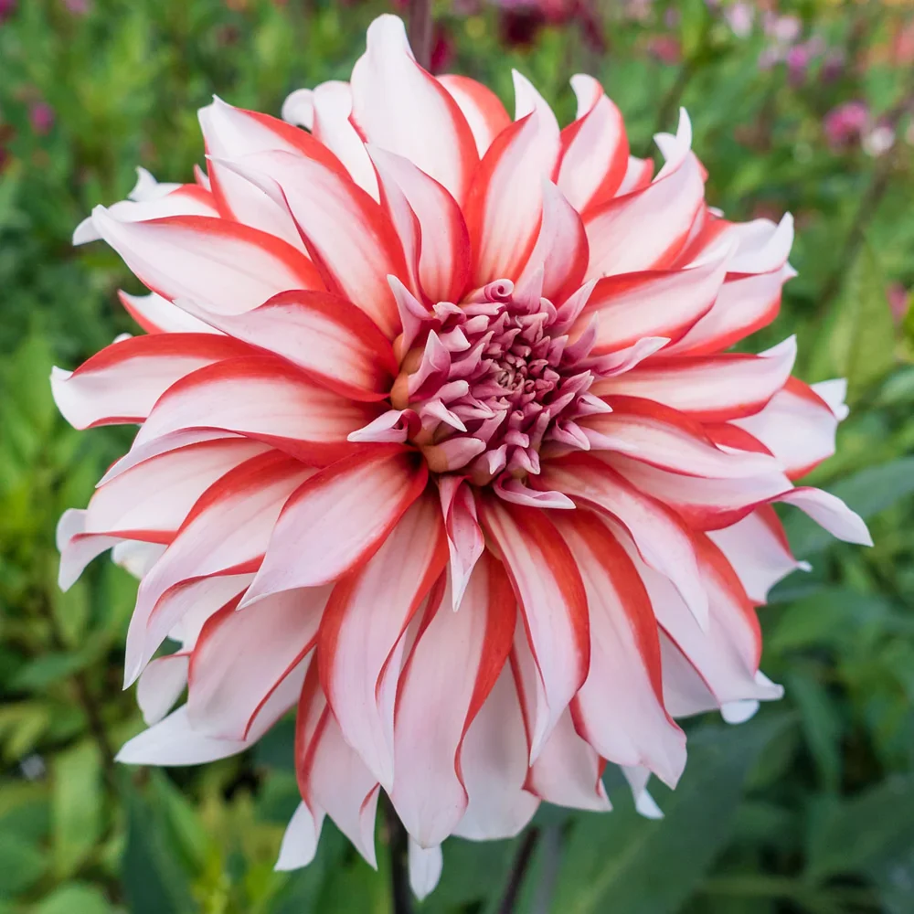 Giant Dinnerplate Dahlia Santa Claus