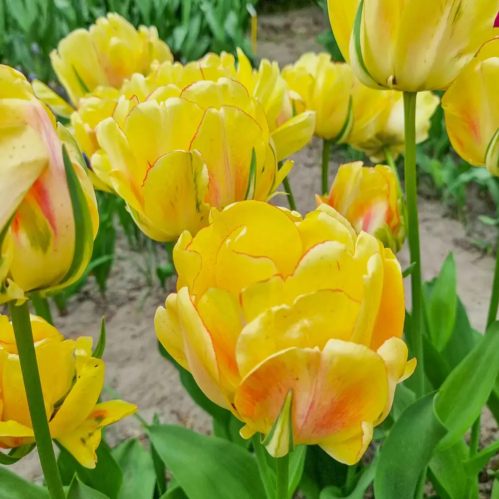 Darwin Hybrid Tulip Akebono - Image 4