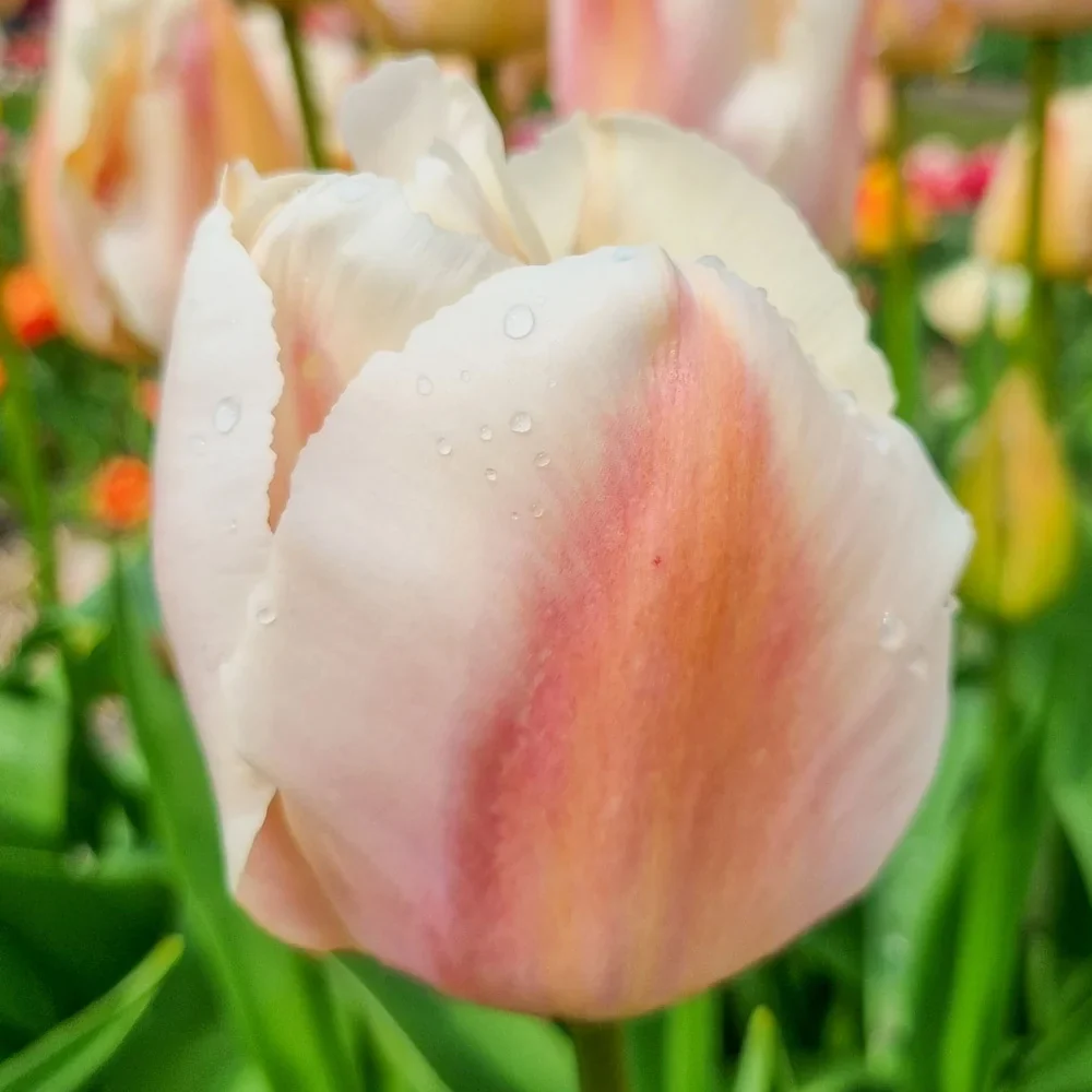 Darwin Hybrid Tulip Apricot Pride - Image 3