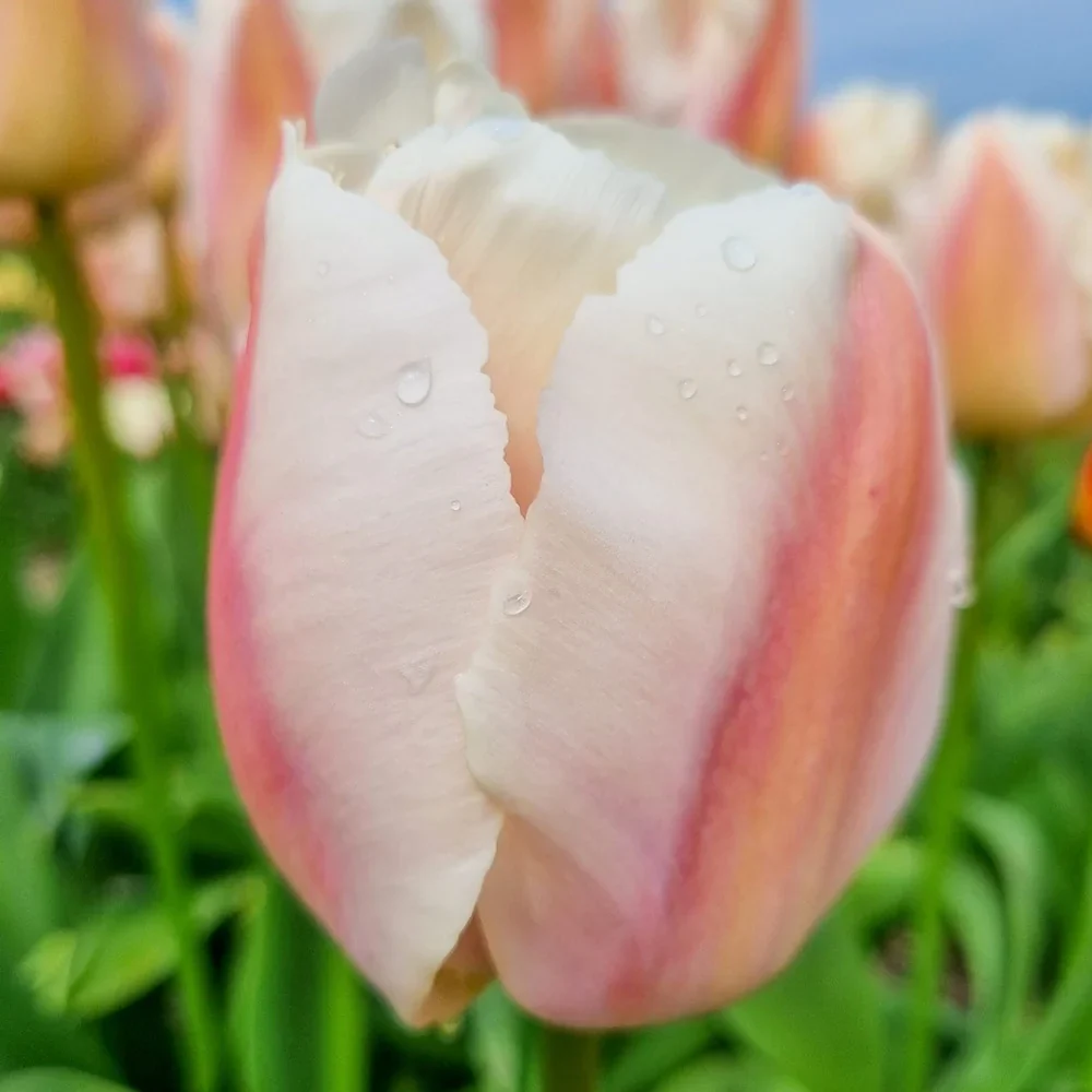 Darwin Hybrid Tulip Apricot Pride - Image 4