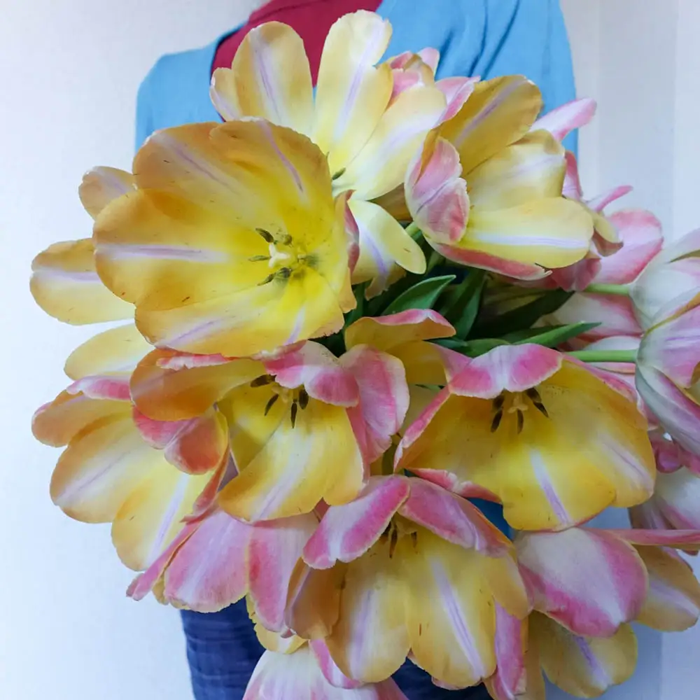 Darwin Hybrid Tulip Kunyun