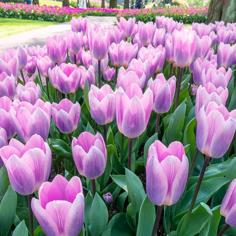 Darwin Hybrid Tulip Light and Dreamy - Image 3
