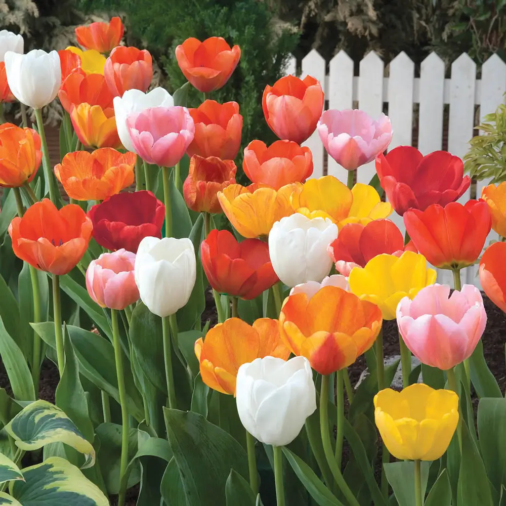 Darwin Hybrid Tulip Mix - Image 4
