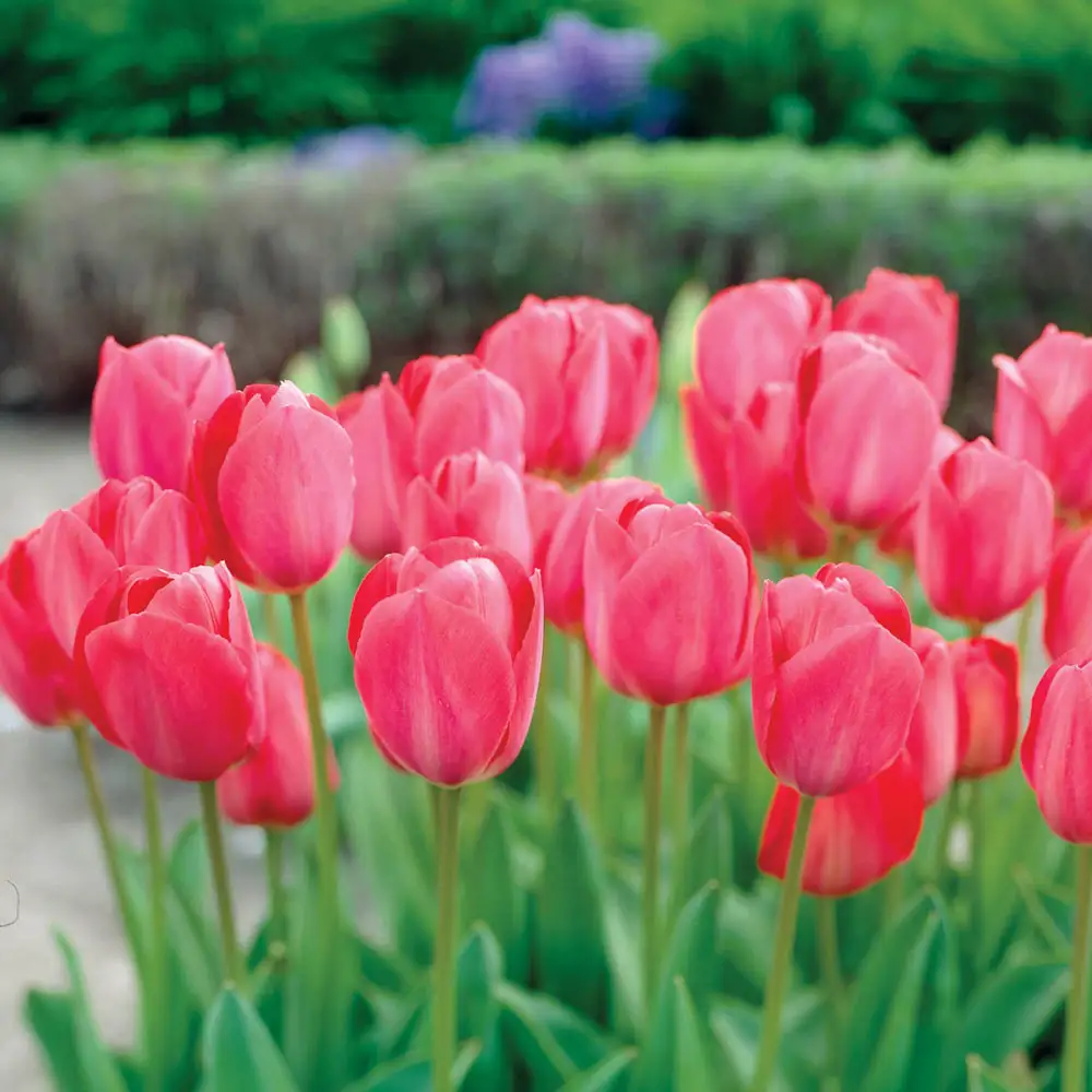 Darwin Hybrid Tulip Pink Impression - Image 3