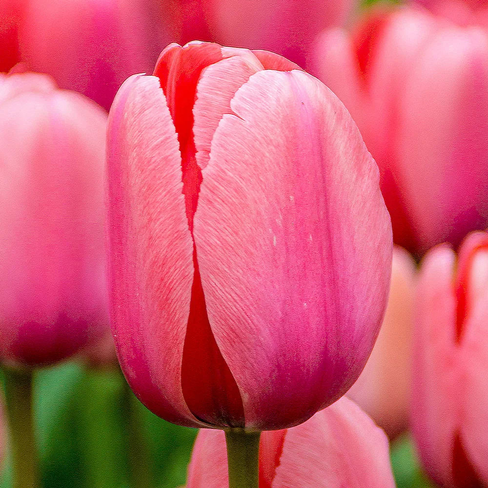 Darwin Hybrid Tulip Pink Impression - Image 4
