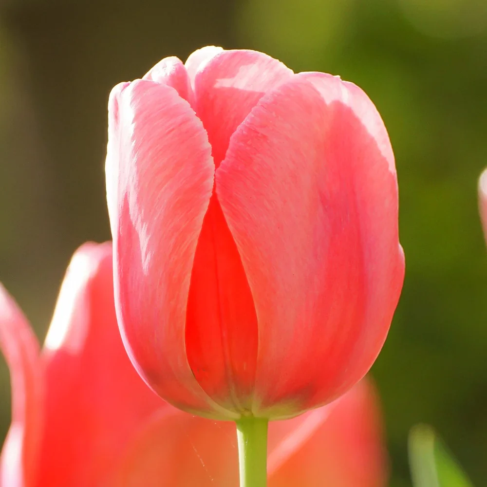 Darwin Hybrid Tulip Pink Impression - Image 5