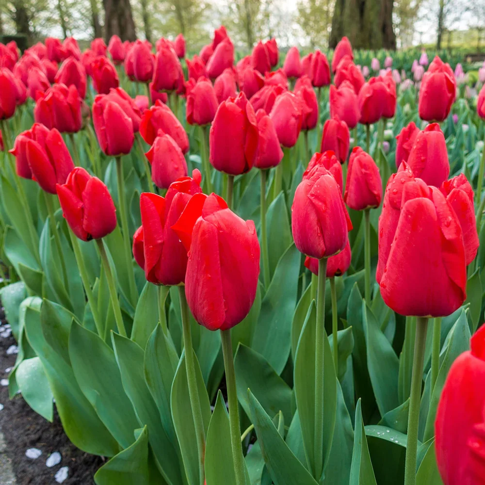 Darwin Hybrid Tulip Red Pride - Image 2