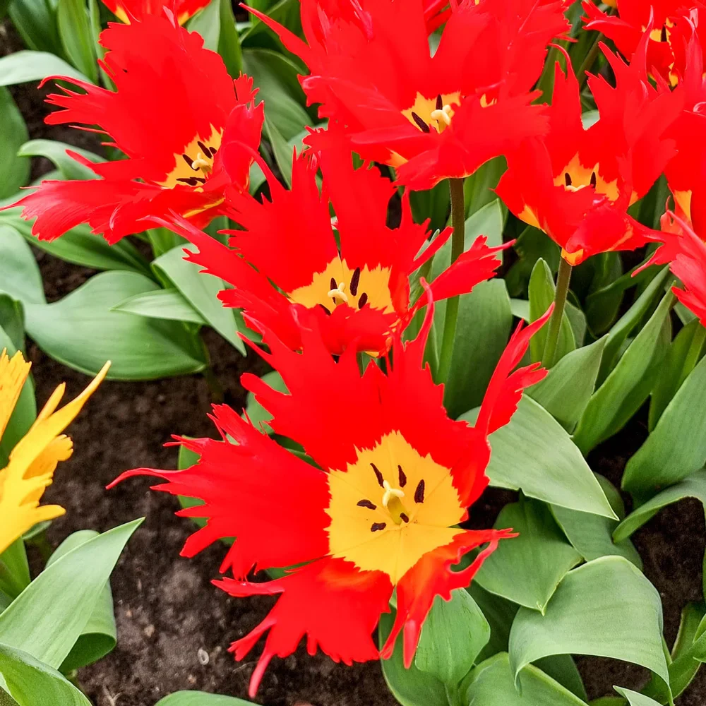 Darwin Hybrid Tulip Robbedoes - Image 2