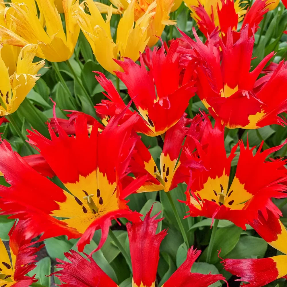 Darwin Hybrid Tulip Robbedoes - Image 3