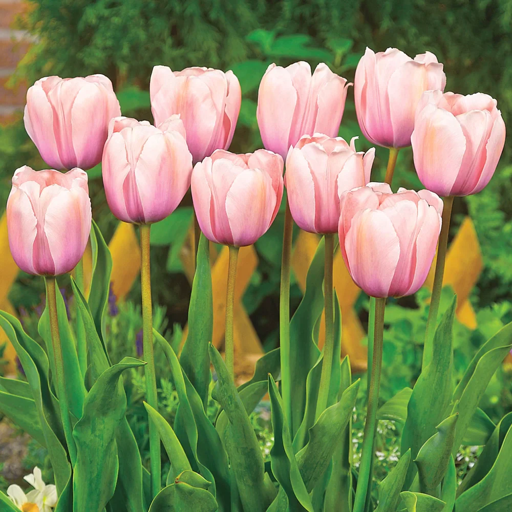 Darwin Hybrid Tulip Salmon Impression - Image 3