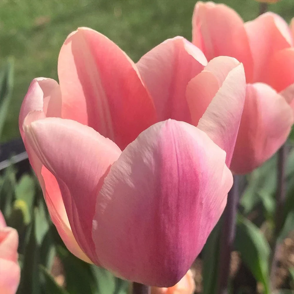 Darwin Hybrid Tulip Salmon Impression - Image 4