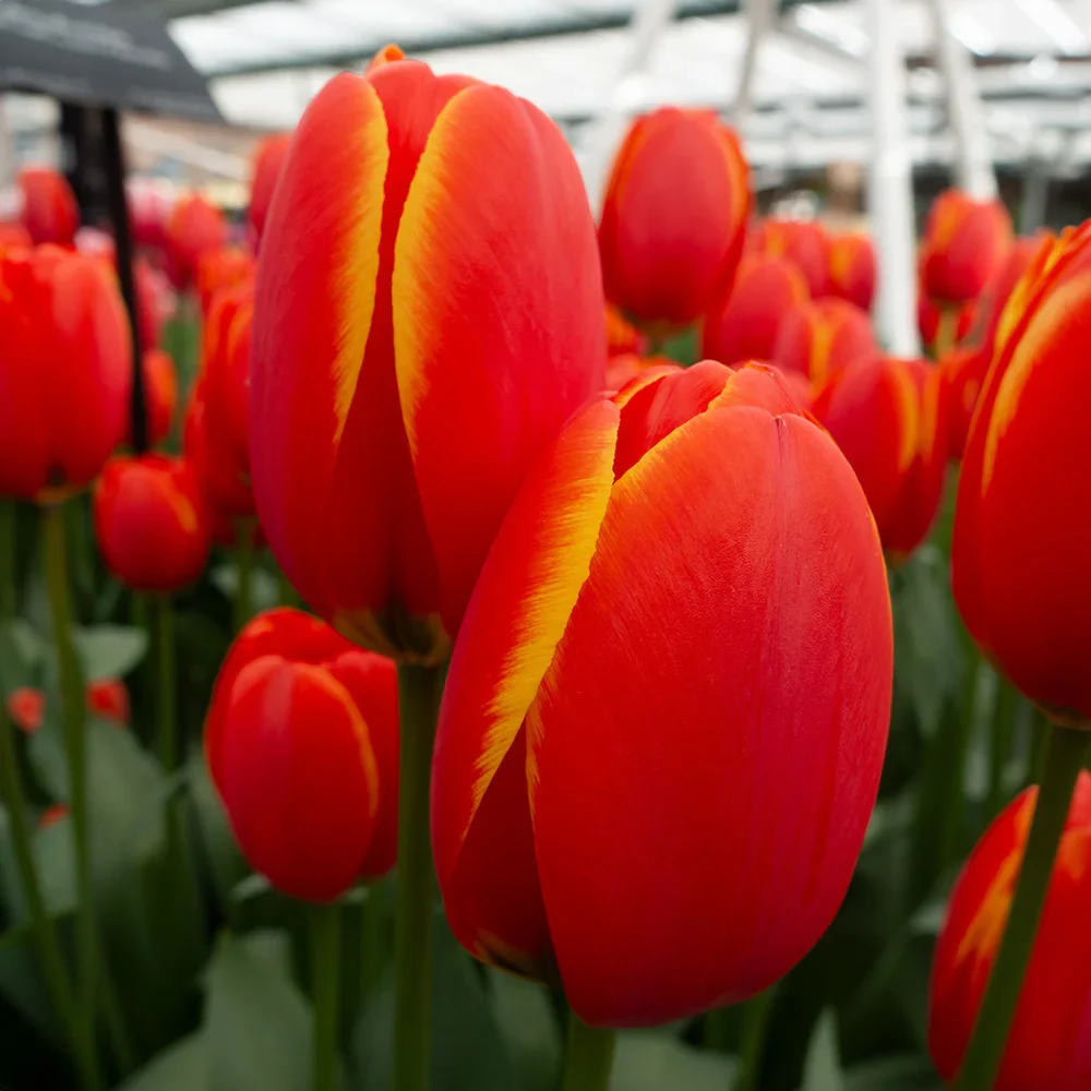 Darwin Hybrid Tulip Triple A - Image 3