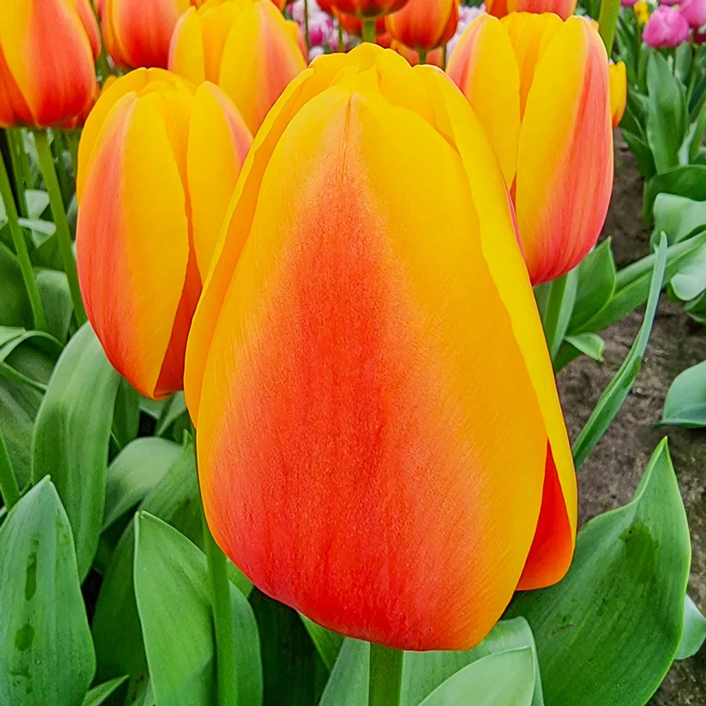 Darwin Hybrid Tulip World Peace