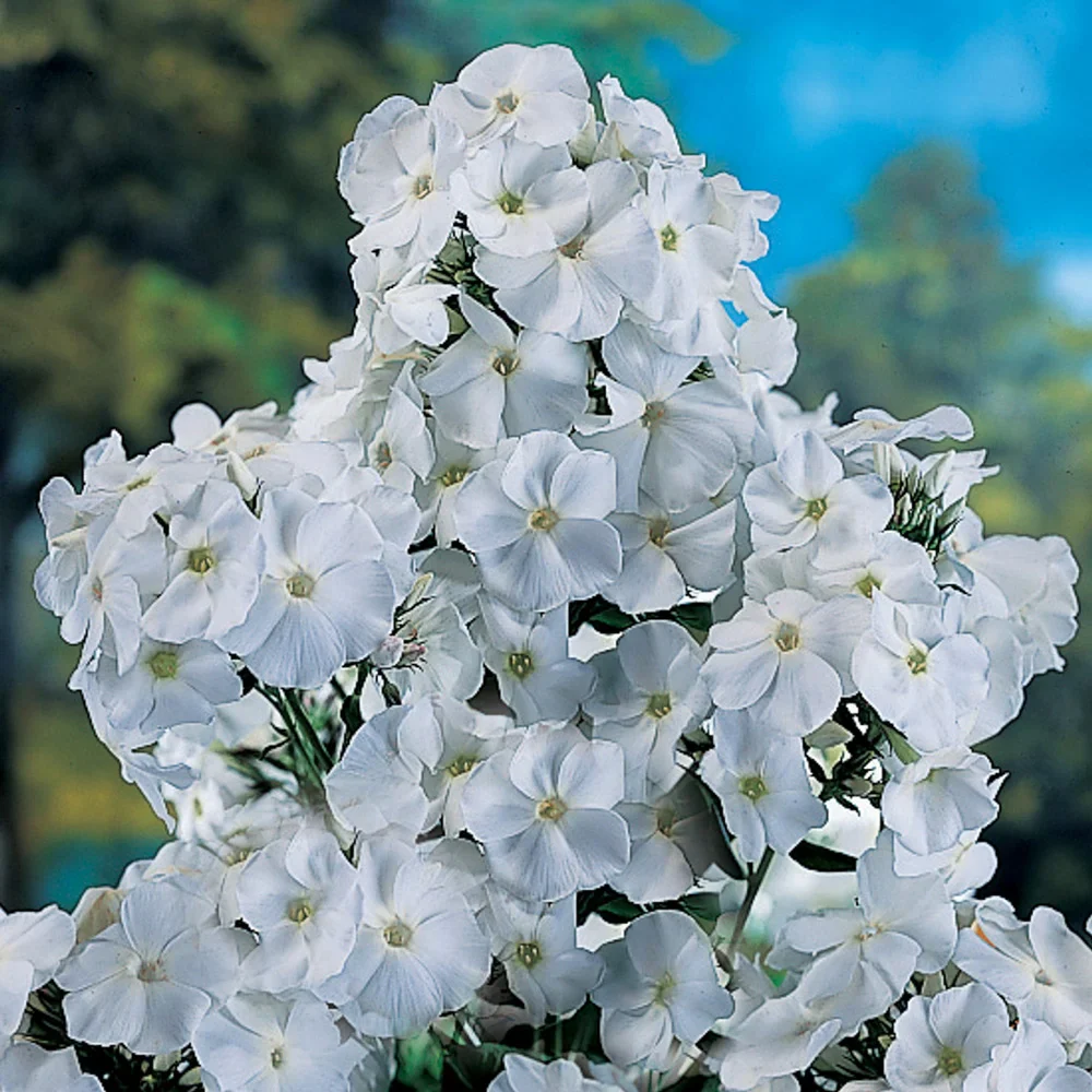 Phlox David