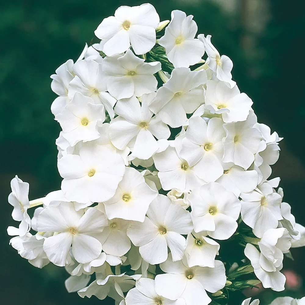 Phlox David - Image 4