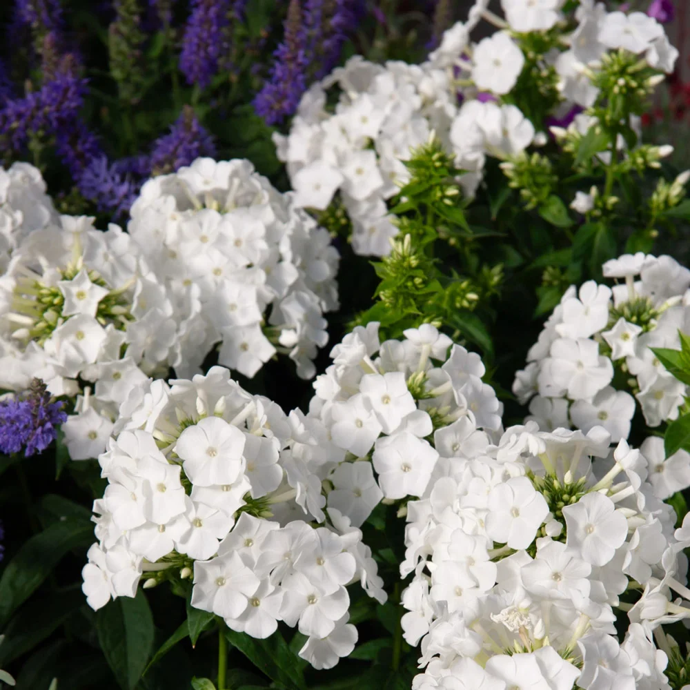 Phlox David - Image 5