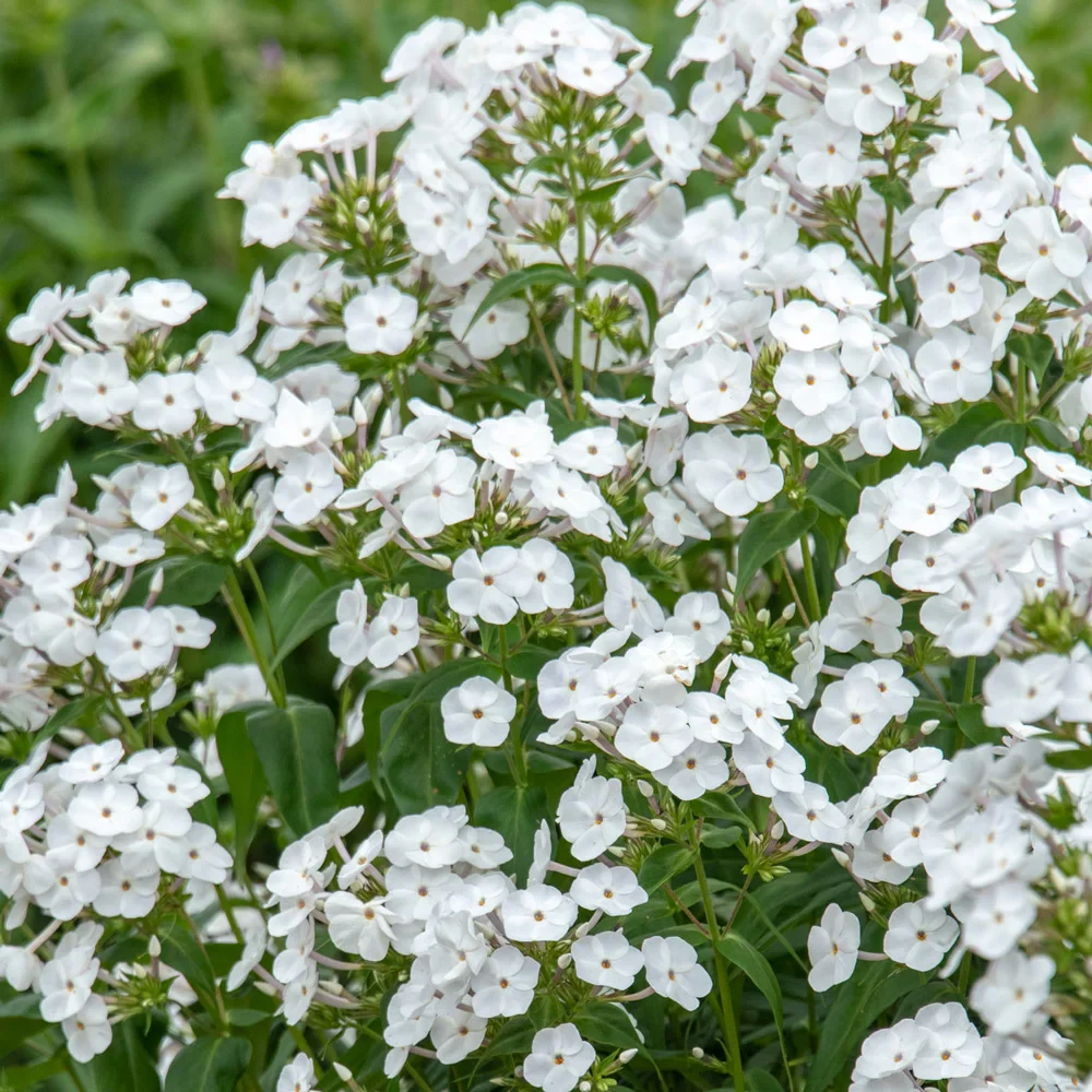 Phlox David - Image 6