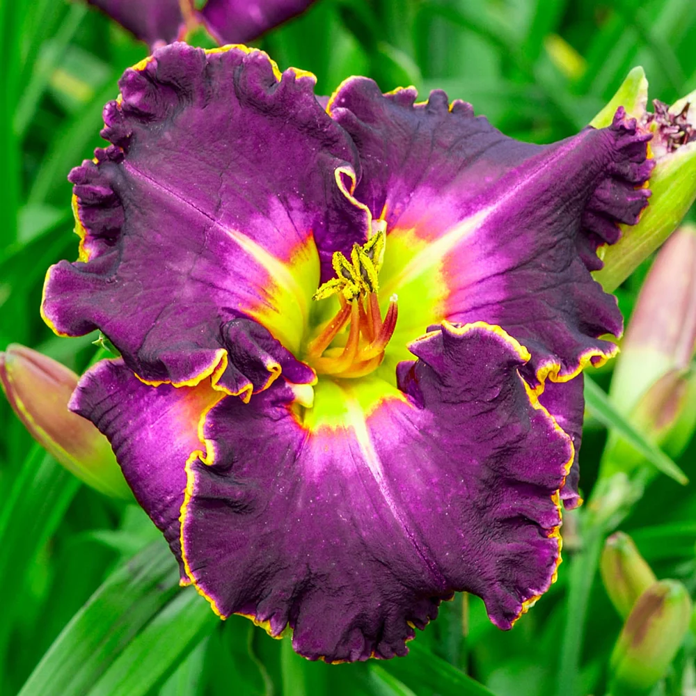 Daylily Excellent - Image 2