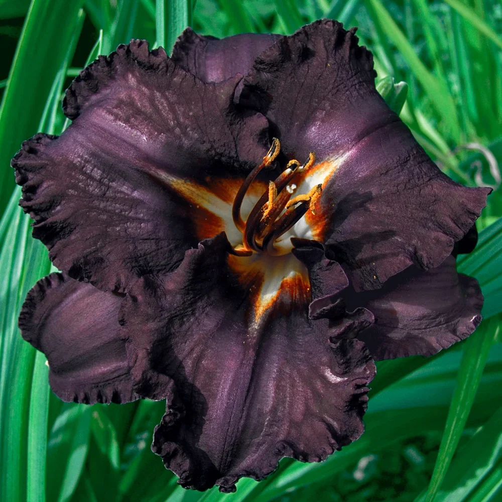 Daylily Longfields Black Magic