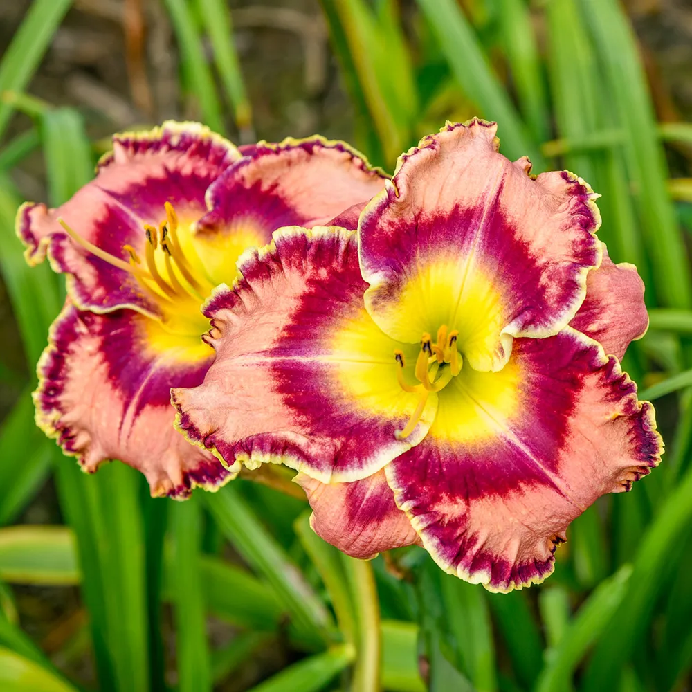 Daylily Momentary Bliss