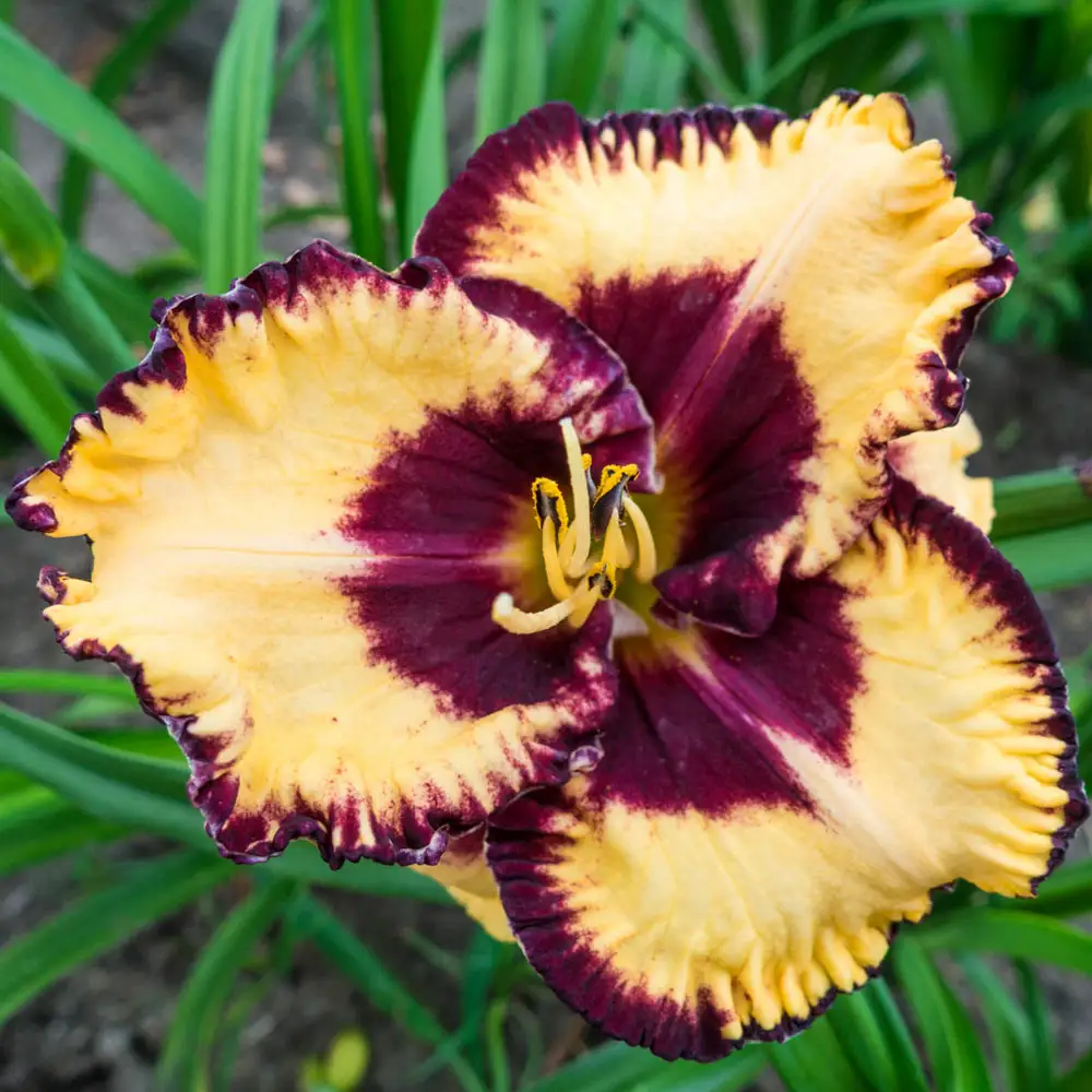 Daylily Open My Eyes - Image 2
