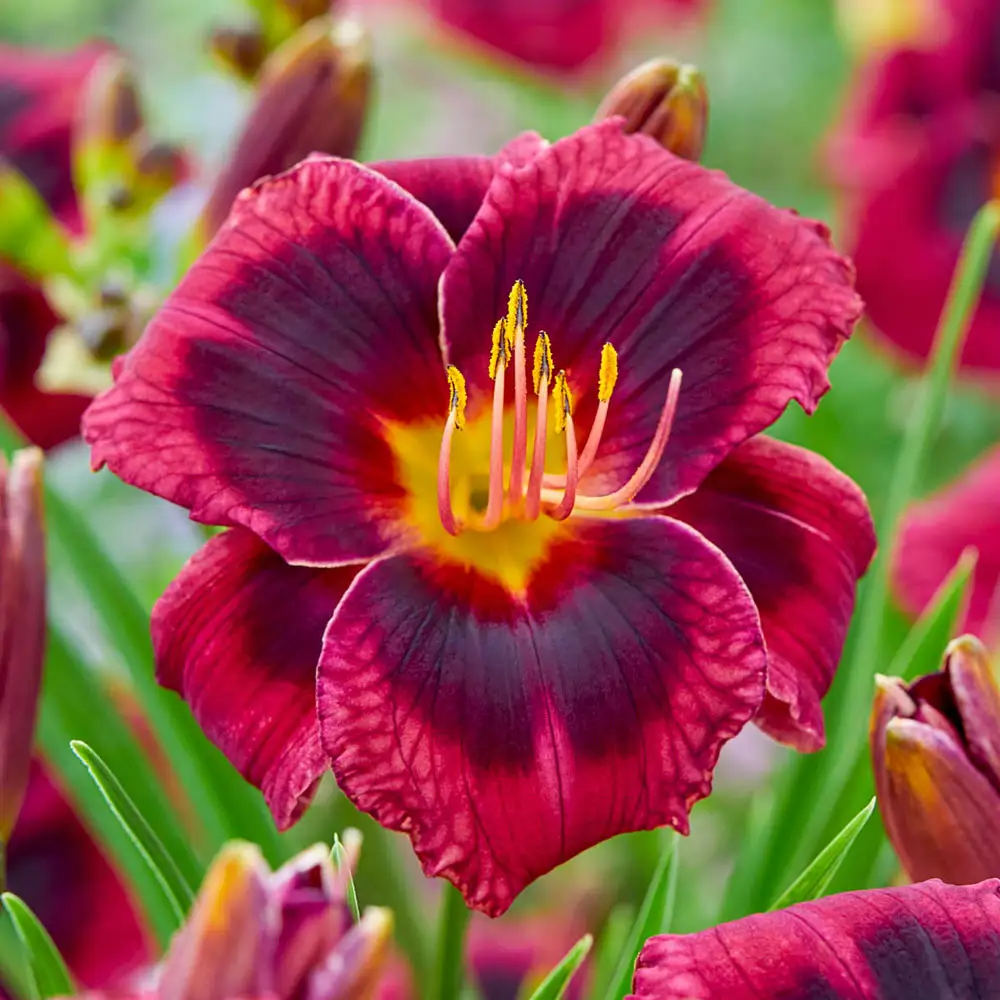 Daylily Plum Perfect