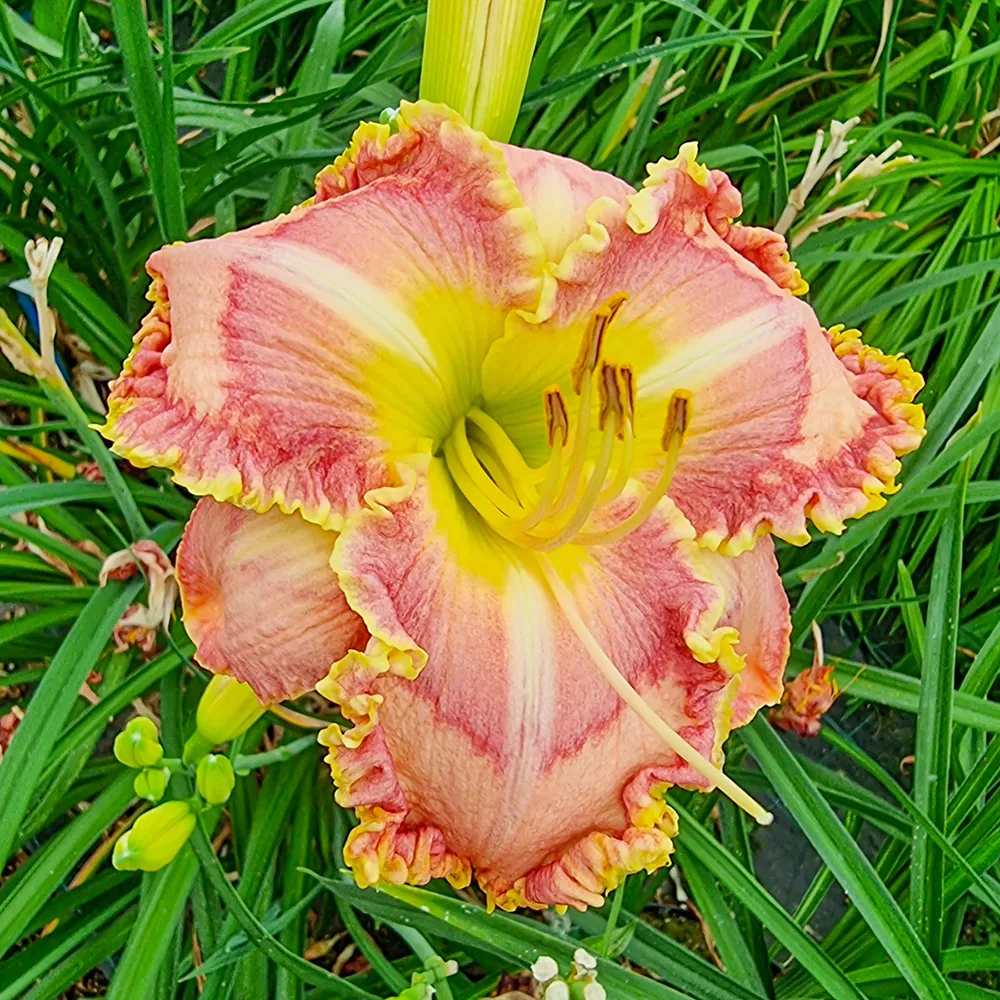 Daylily Princess Tutu