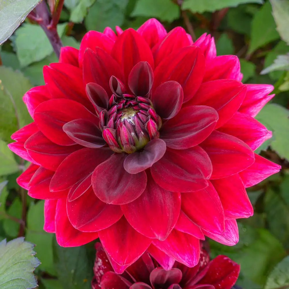 Decorative Dahlia After Dusk - Image 2