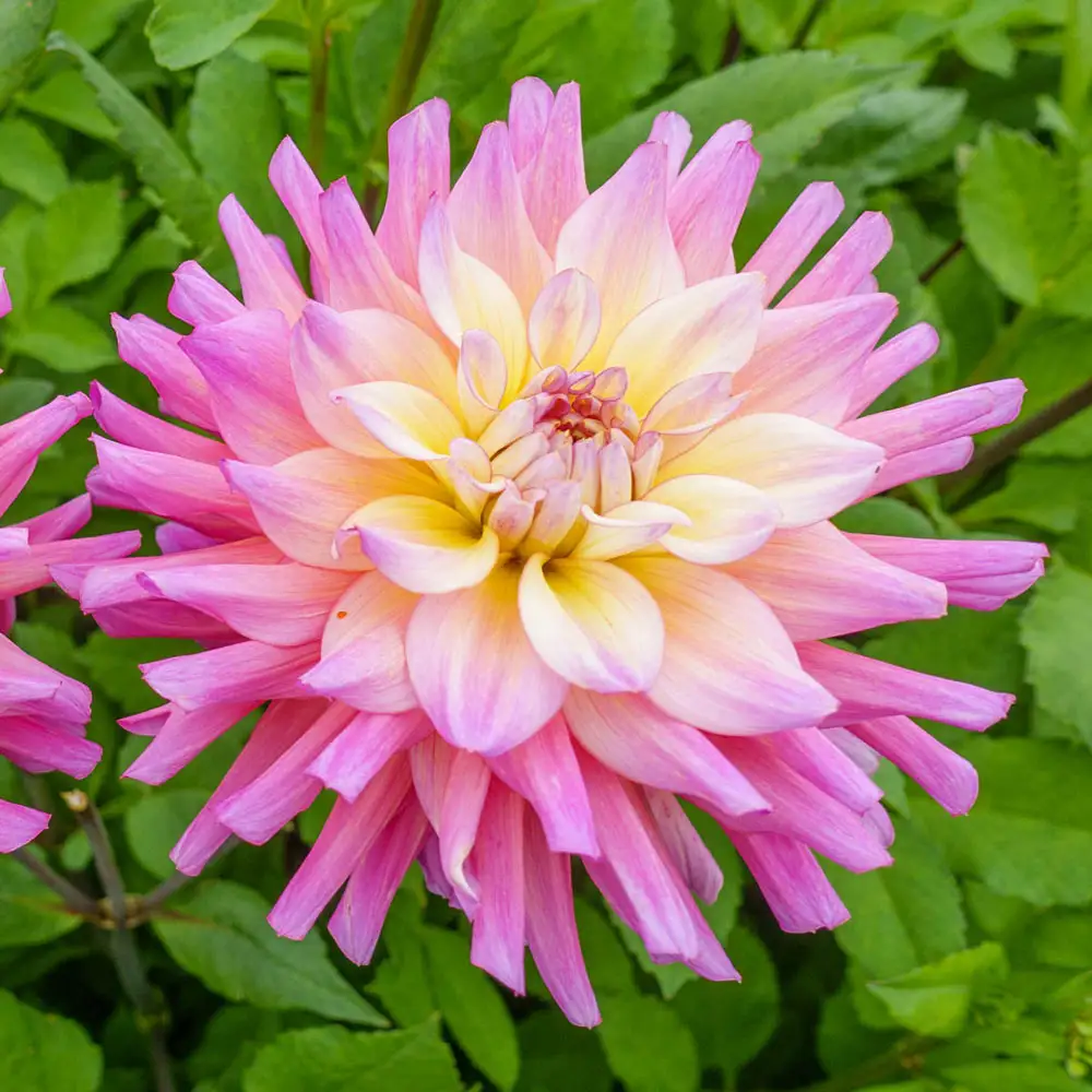 Decorative Dahlia Bahama Mama - Image 2
