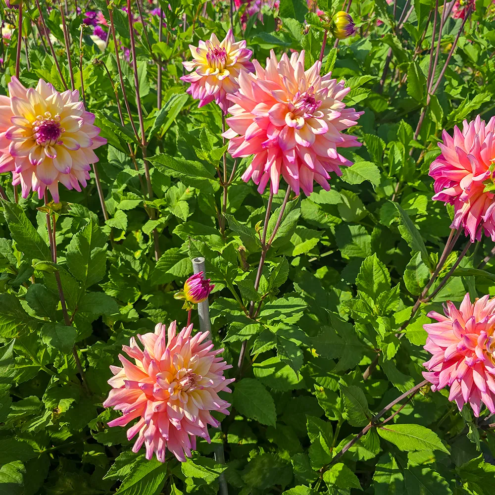 Decorative Dahlia Bahama Mama - Image 3