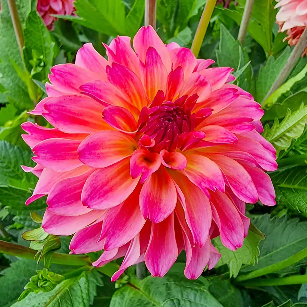 Decorative Dahlia Belfloor - Image 3