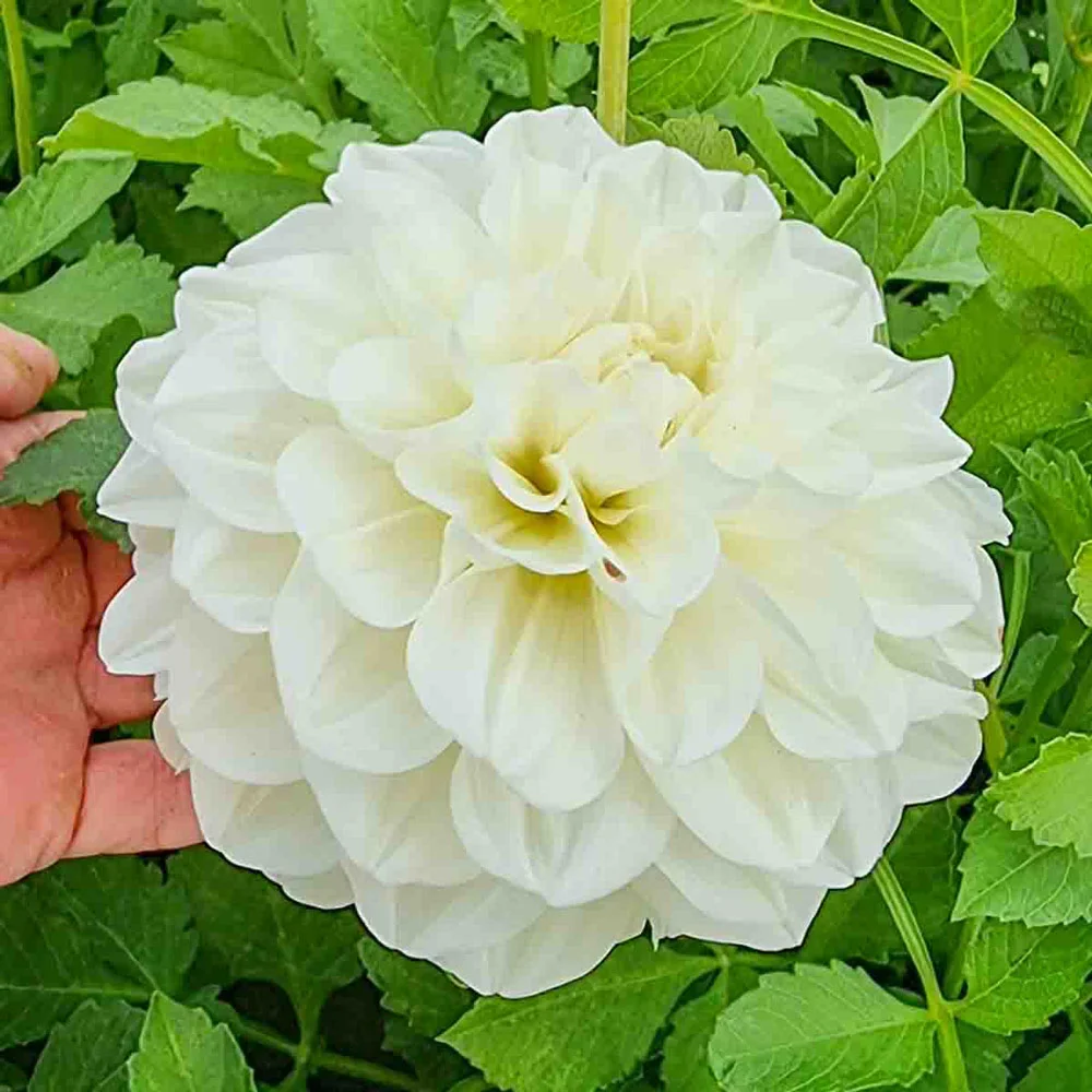 Decorative Dahlia Bride To Be - Image 2