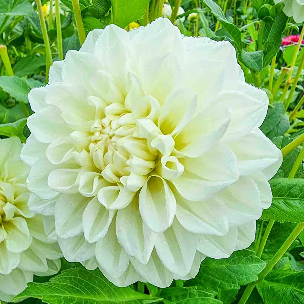 Decorative Dahlia Bride To Be - Image 3