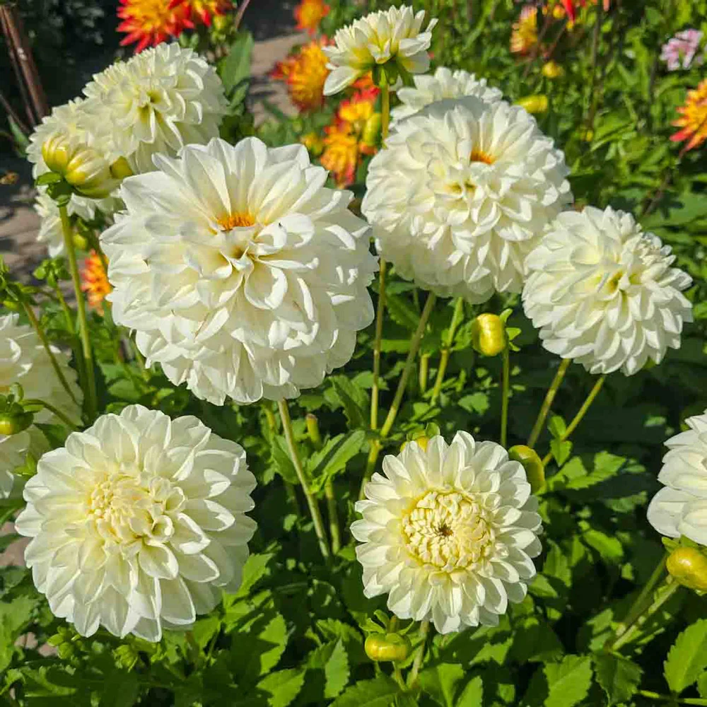 Decorative Dahlia Bride To Be - Image 4