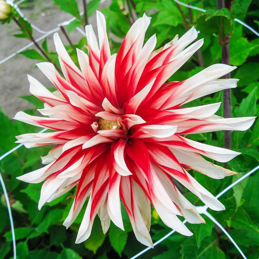 Decorative Dahlia Catching Fire - Image 2