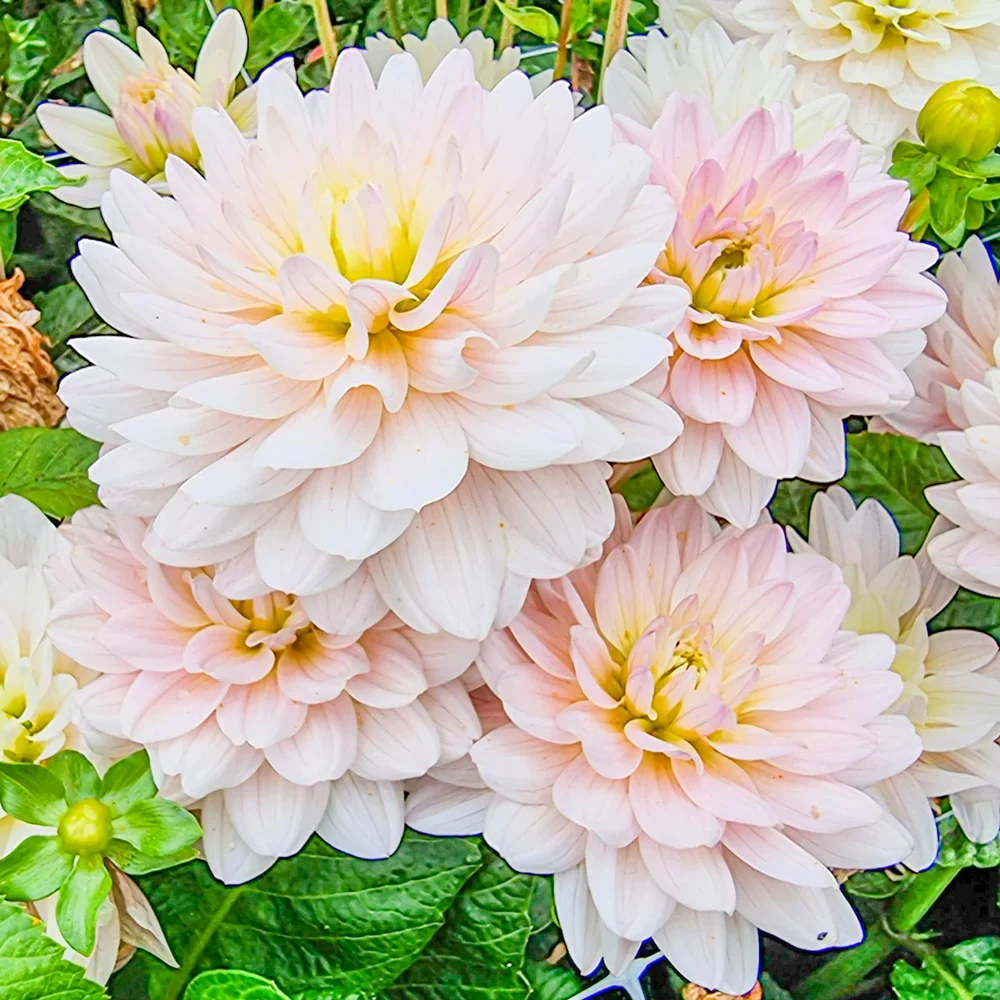 Decorative Dahlia Diana's Memory - Image 2