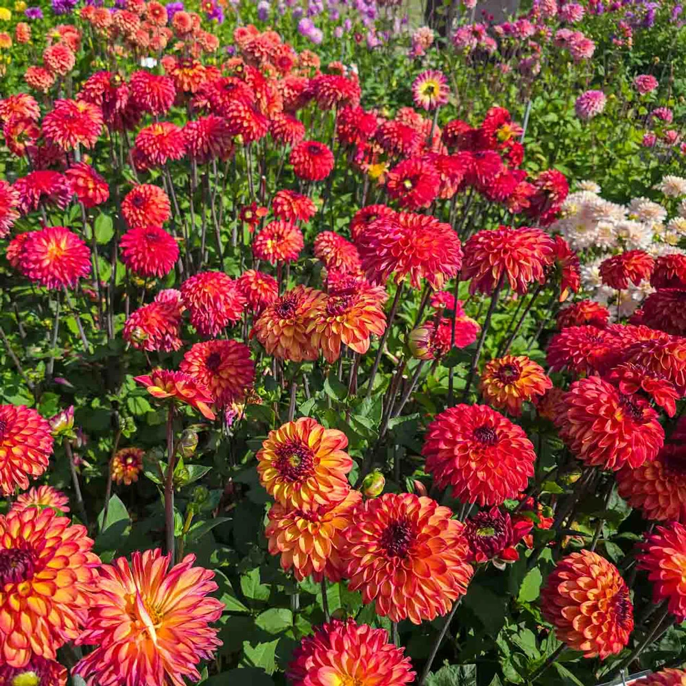 Decorative Dahlia Ding a Dong - Image 5