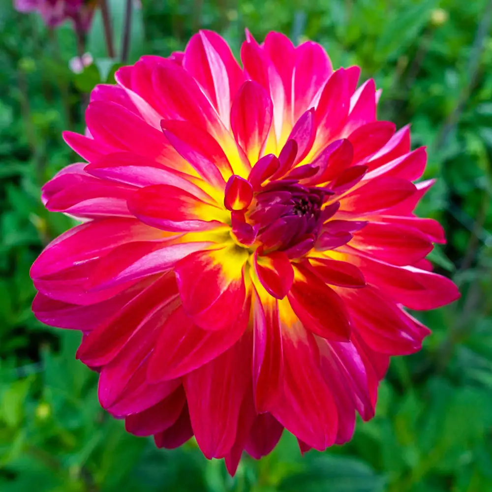 Decorative Dahlia Double Shine