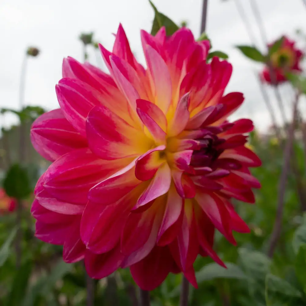 Decorative Dahlia Double Shine - Image 2