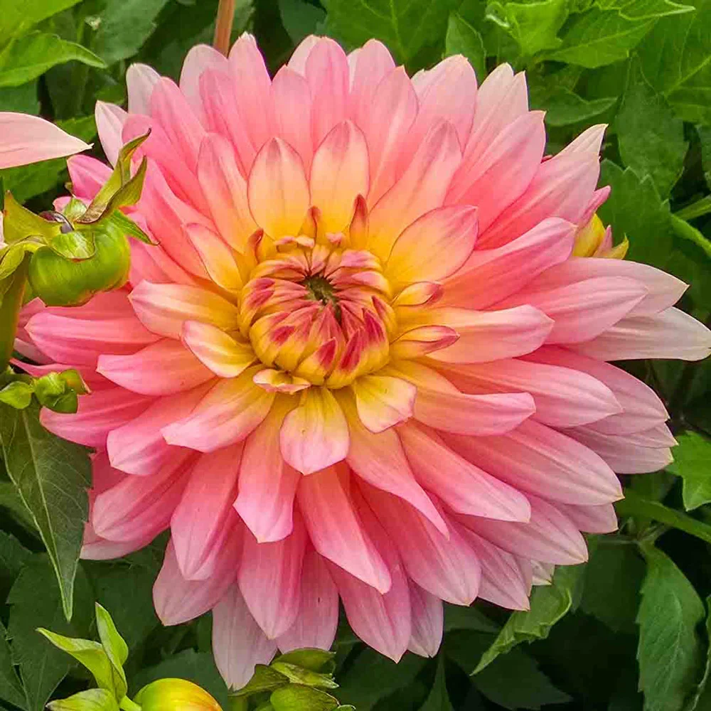 Decorative Dahlia Extase - Image 2