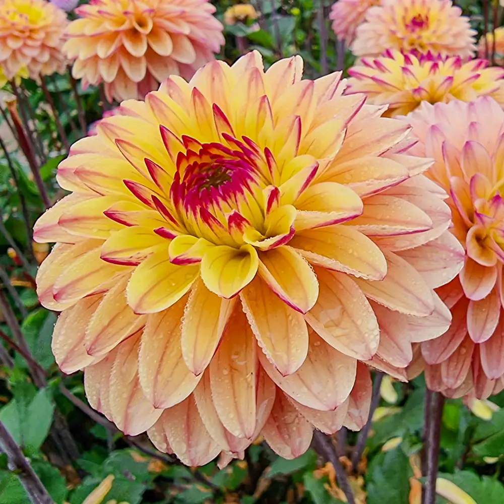 Decorative Dahlia Gelia - Image 2