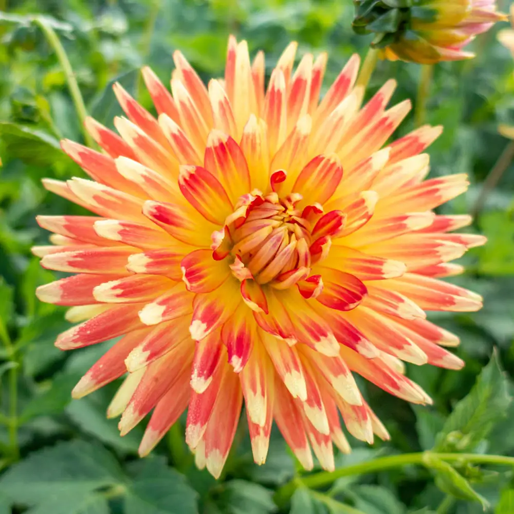 Decorative Dahlia Gudoshnik