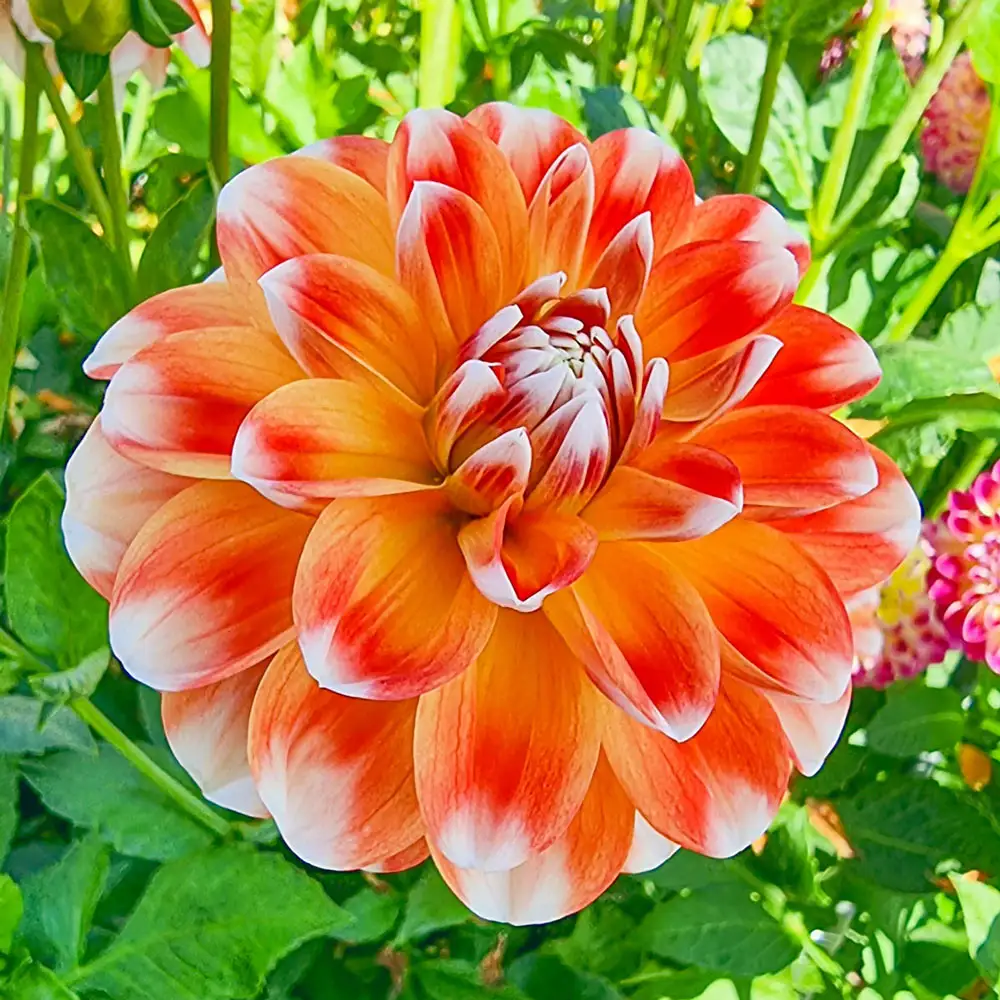 Decorative Dahlia Hapet Harmony - Image 2