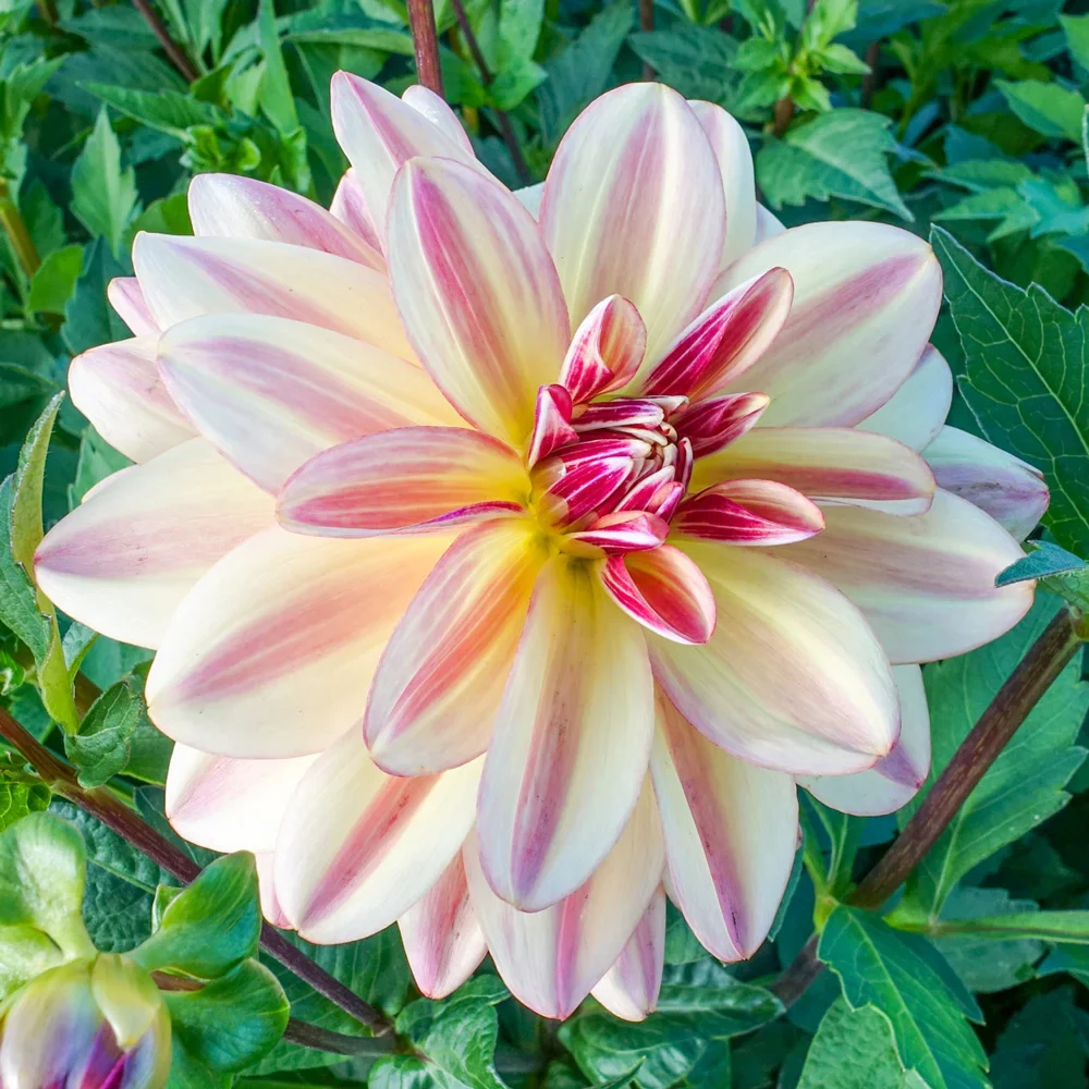 Decorative Dahlia Happy Butterfly