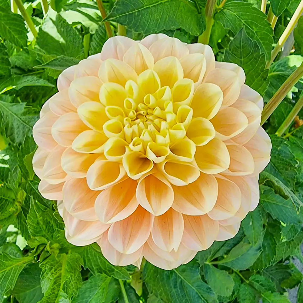 Decorative Dahlia Honey Dew