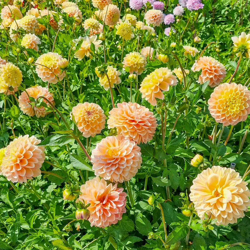 Decorative Dahlia Honey Dew - Image 3