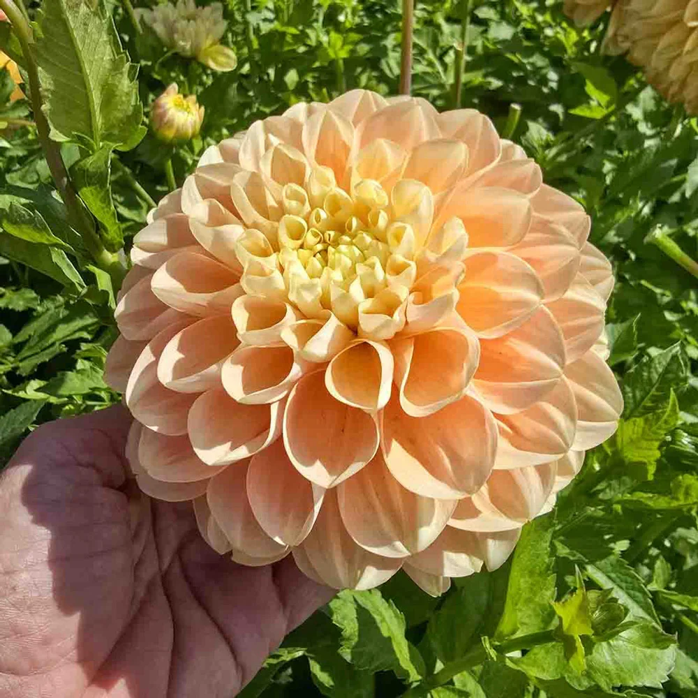 Decorative Dahlia Honey Dew - Image 4