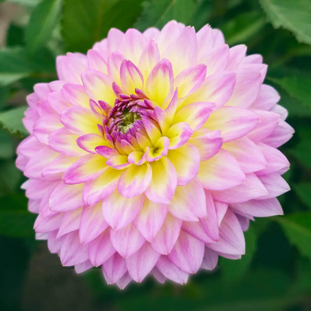 Decorative Dahlia Jowey Gipsy - Image 2