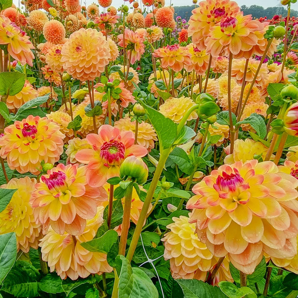 Decorative Dahlia Jowey Julie - Image 2