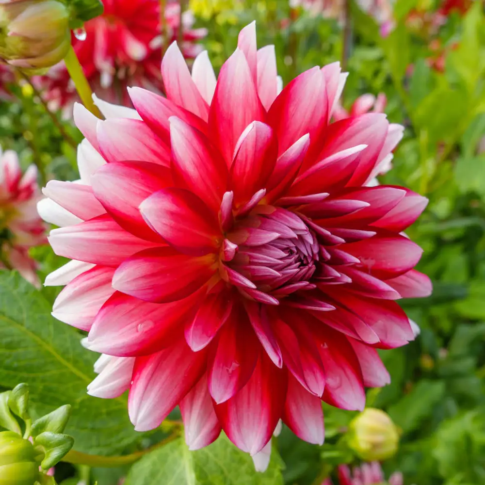 Decorative Dahlia Jowey Morris - Image 2